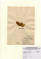 藏品(瓣葉藻)的圖片